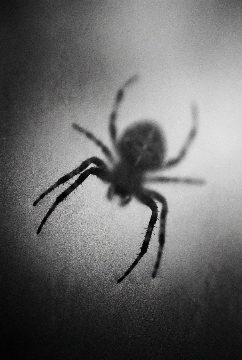 Spider Leg Silhouette